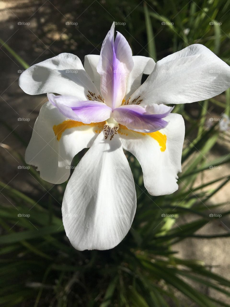 Iris