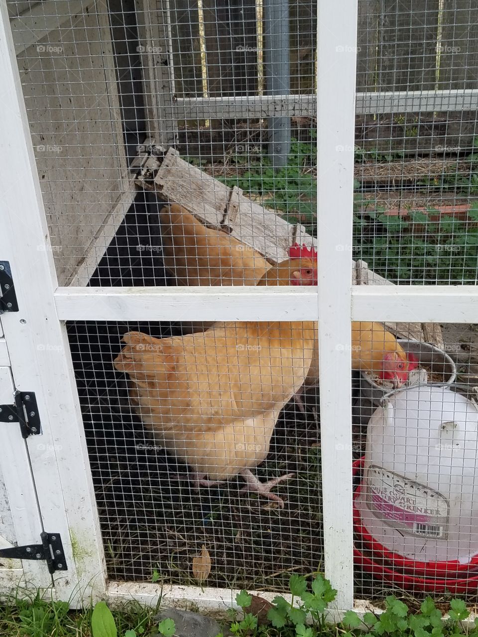 chickens in the coop