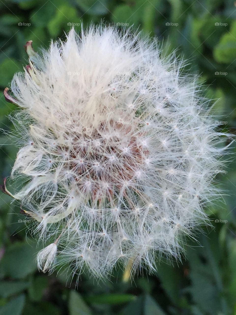 Dandelion