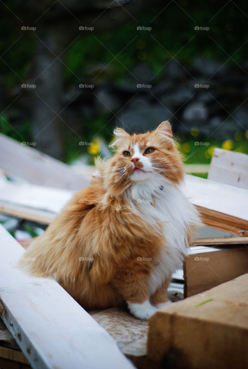 yellow outdoors red white by jag