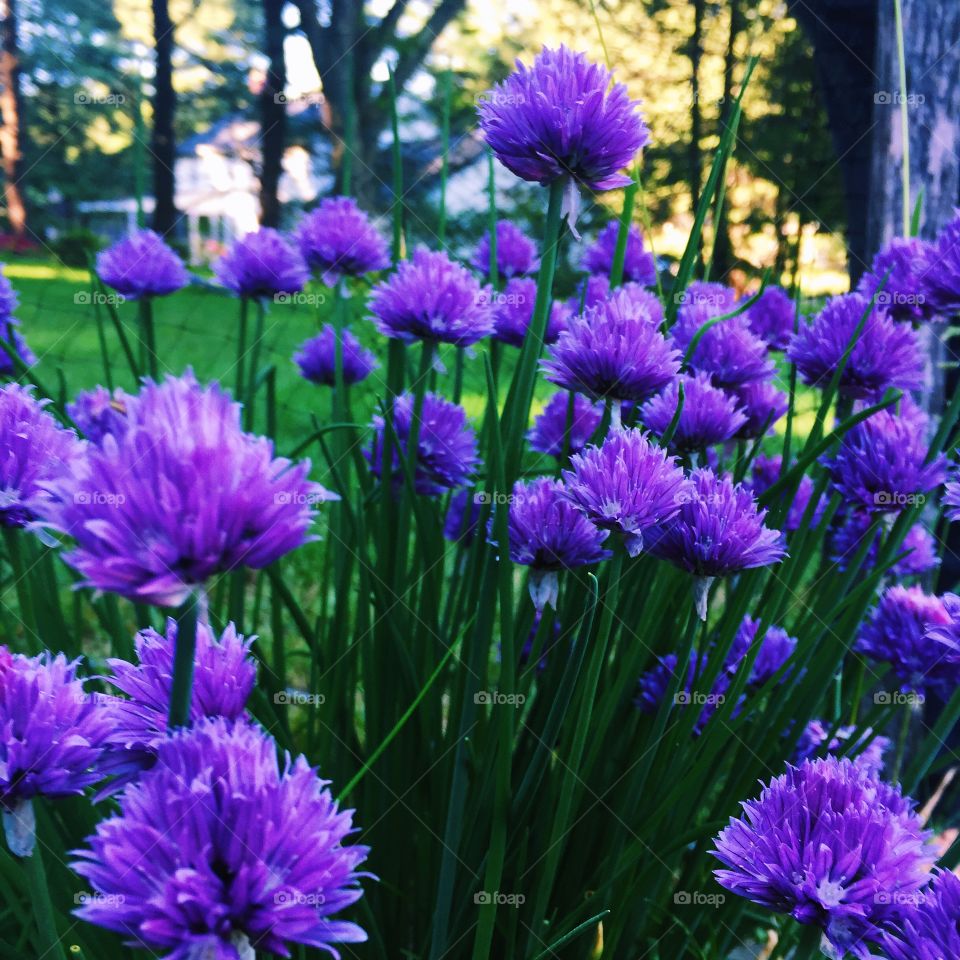 Purple summer chive flowers