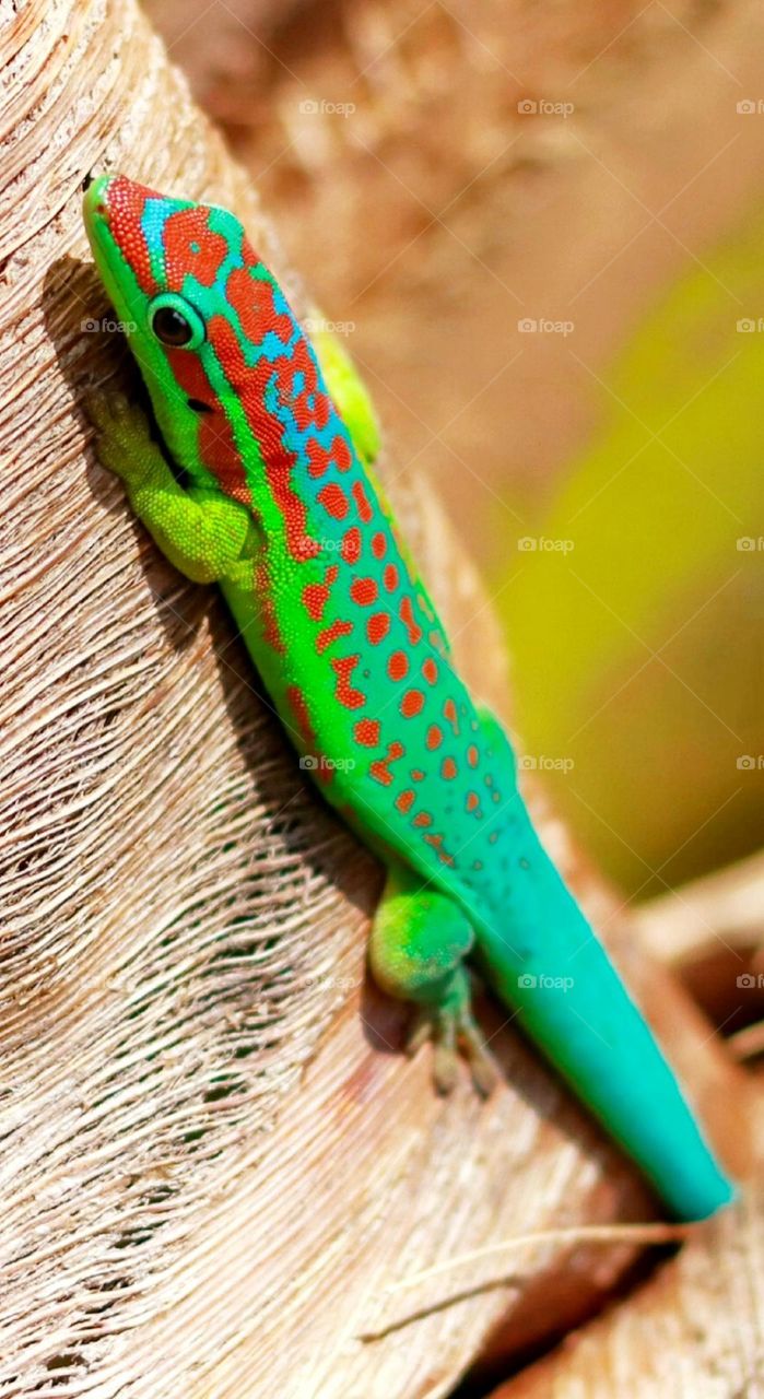 nocturnal green gecko on a tree: lizard that lives in the warm, found in the mainland
