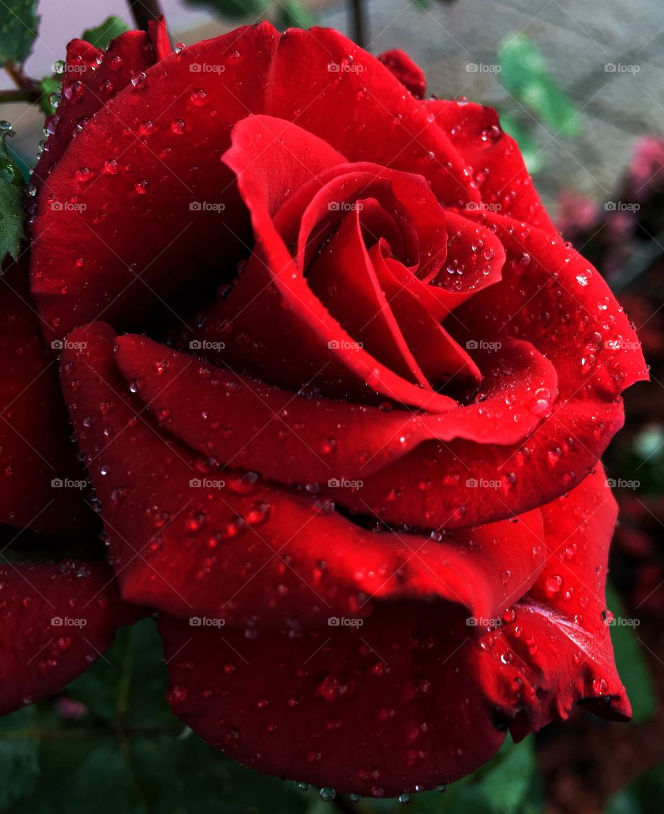 Red rose (2) 