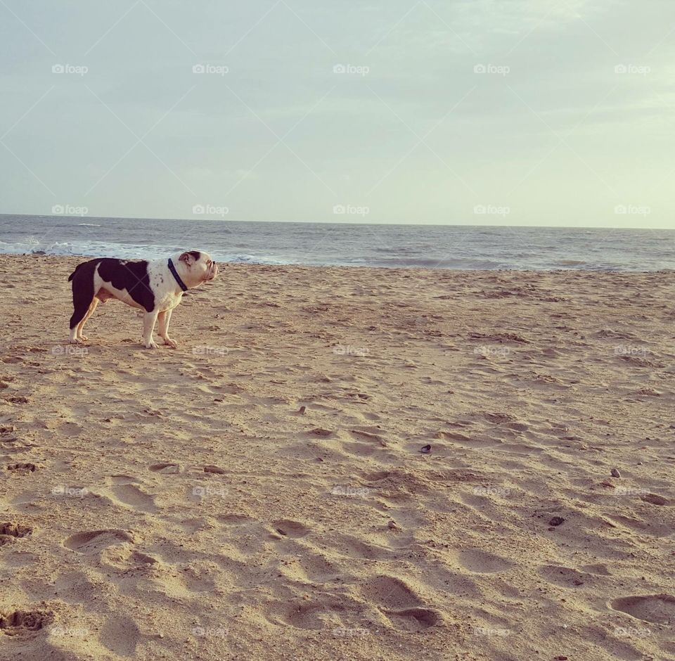 Bulldog at the beach 