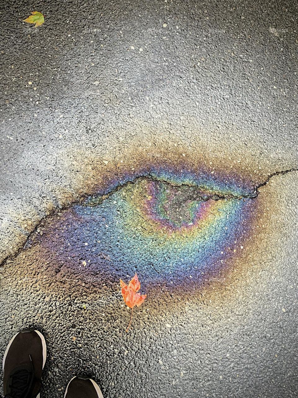A beautiful and naturally made oil slick from a vehicle. This photo has hues of purple, yellow, and green. Naturally fallen leaves decided to join in.