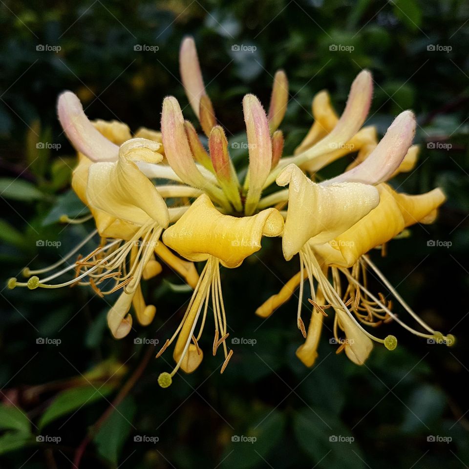 Honeysuckle flower or Kaprifol in Swedish