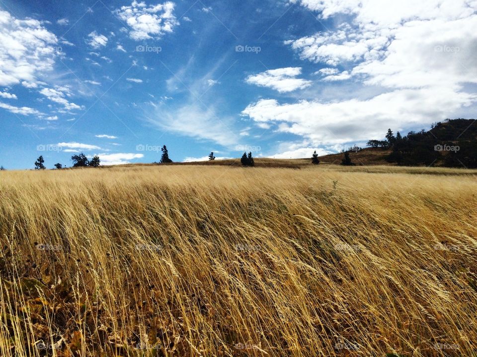 A field of golden grass in Oregon 