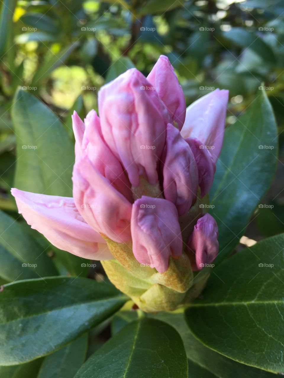 At my garden today