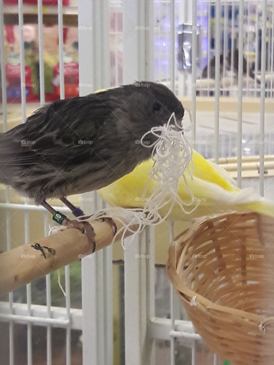 canary in pet store