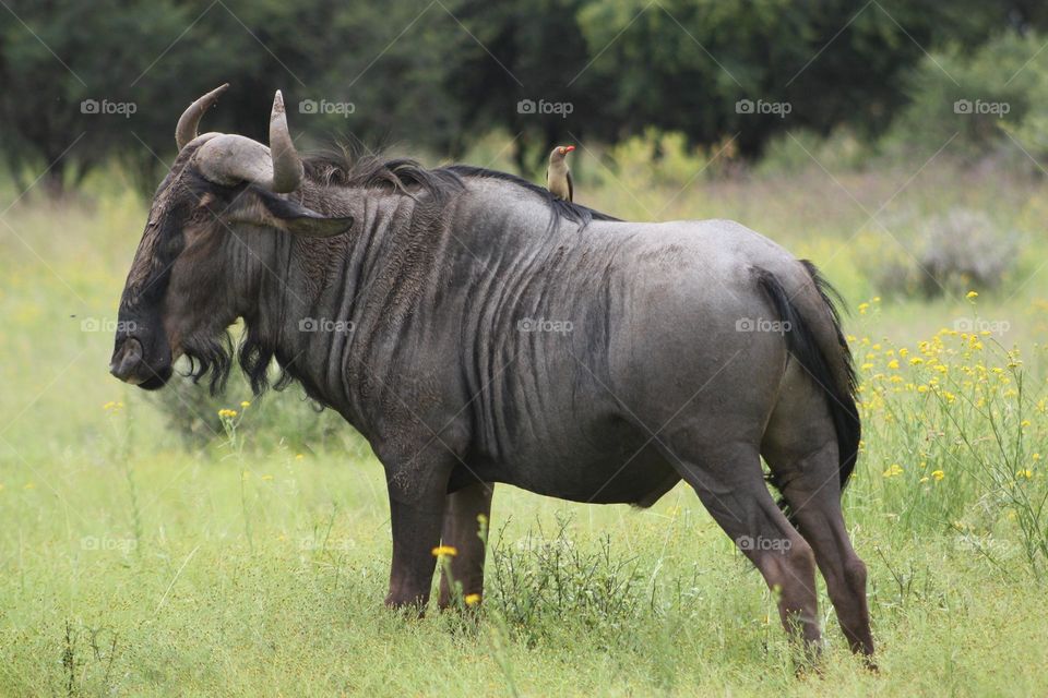 A lone Blue wildebeest with a oxpecker hitching a ride.