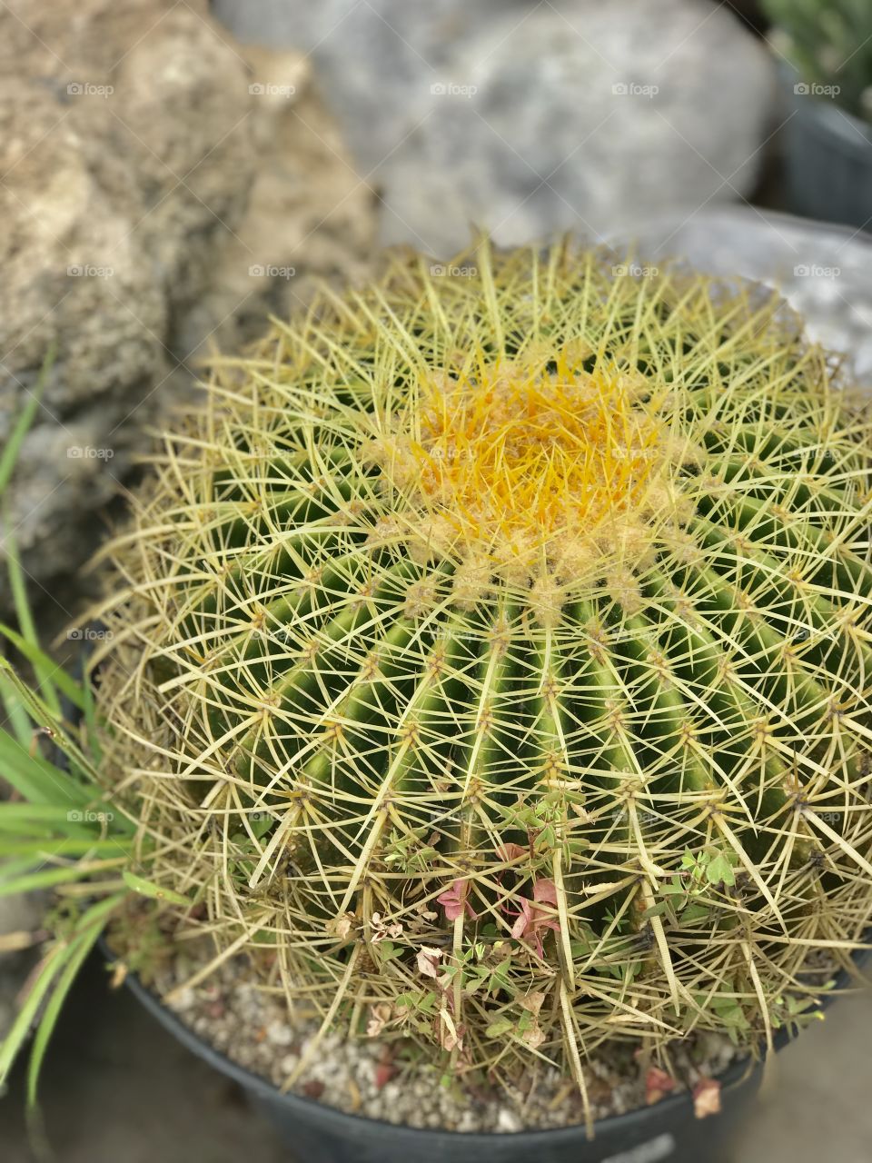 Cactus,planta,amarilla