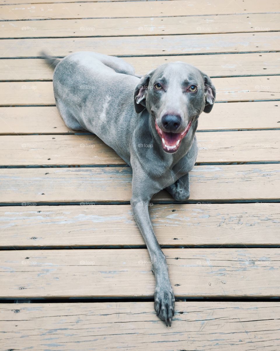 Weimaraner laying on deck