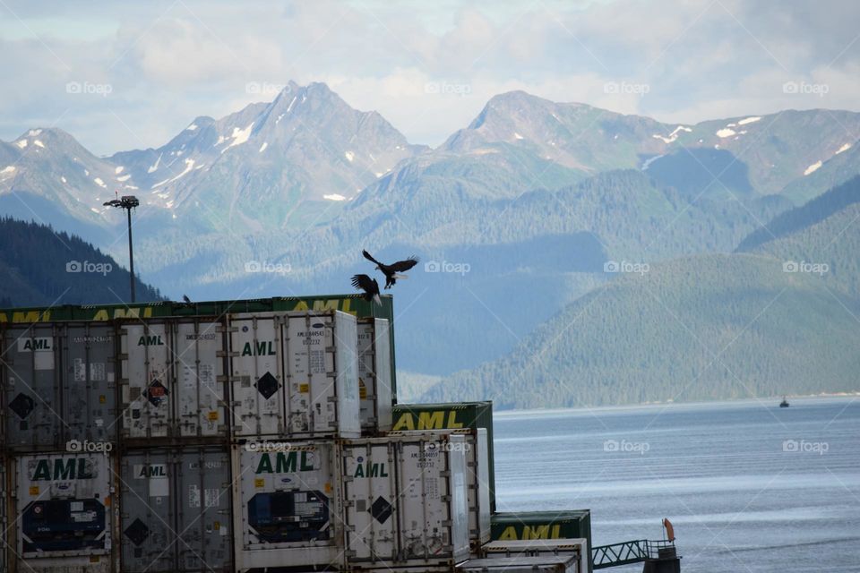A pair of adult bald eagles land on a stack of shipping containers in the Juneau Alaska harbor