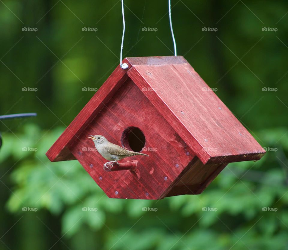 Singing bliss for a bird’s new home