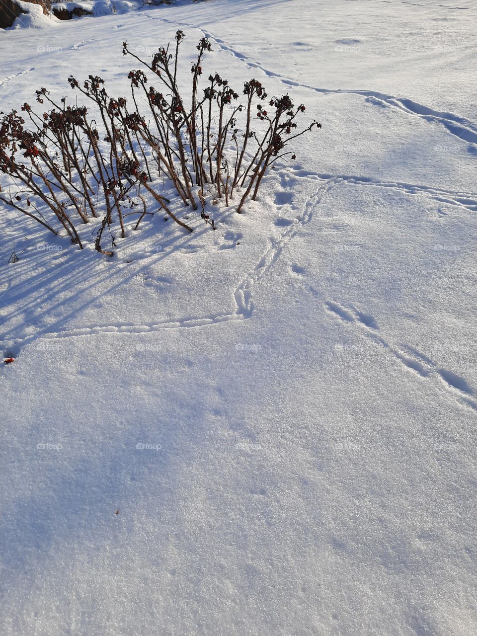 sunny day in winter garden  with many animal traces in fresh snow