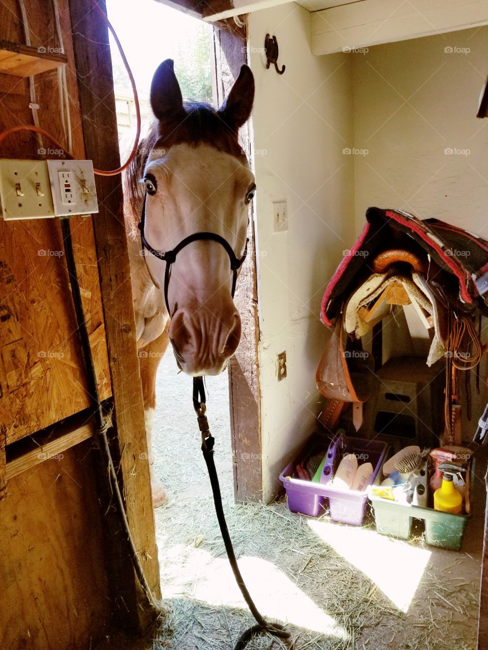 My horse looking surprised as he pokes his head inside the tack shed.