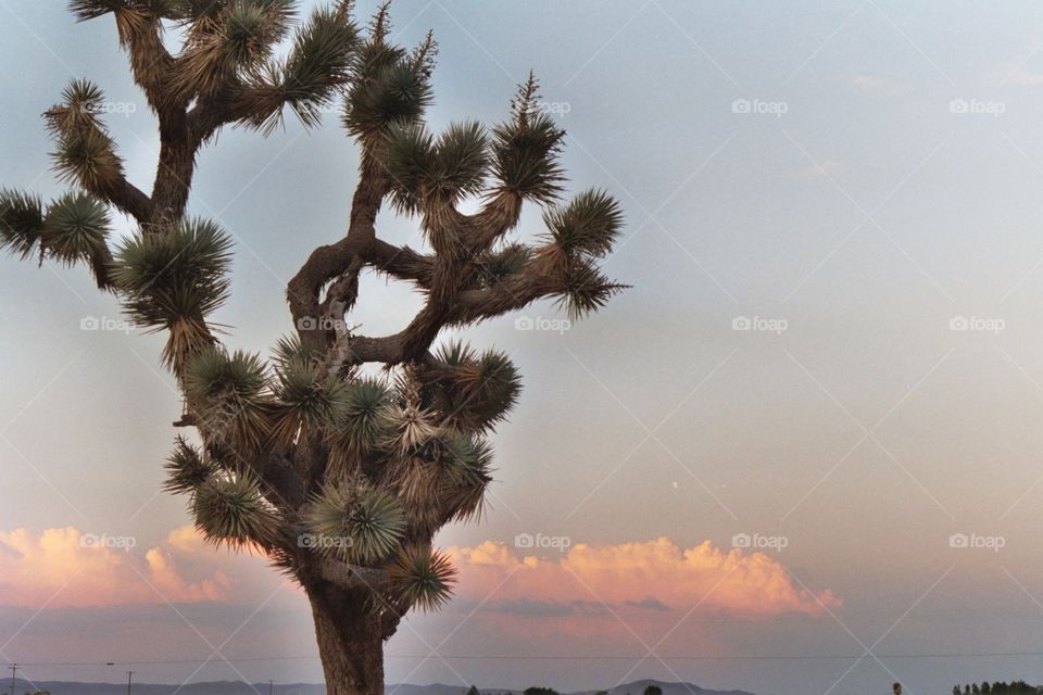 Joshua tree at sunset