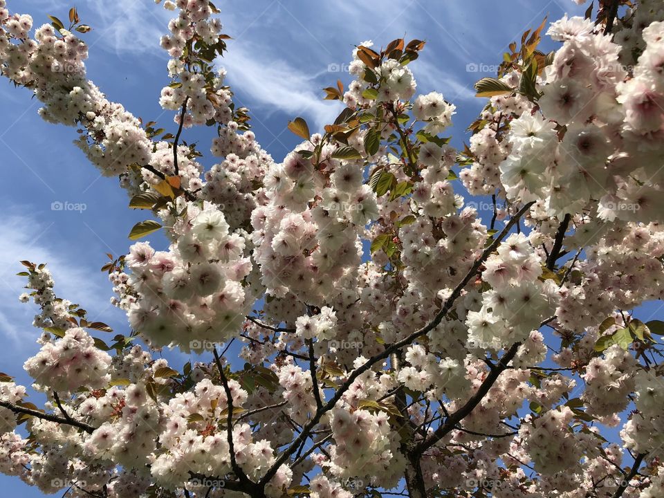 blossoming pink flower tree against blue sky