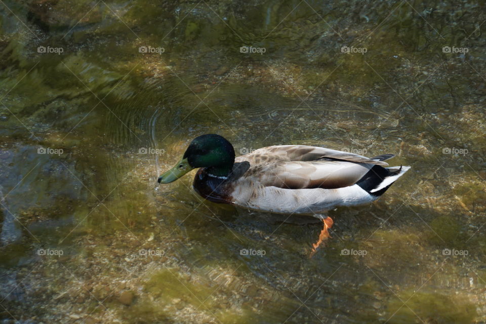 Duck stand in water