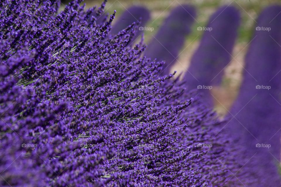 Lavender field 