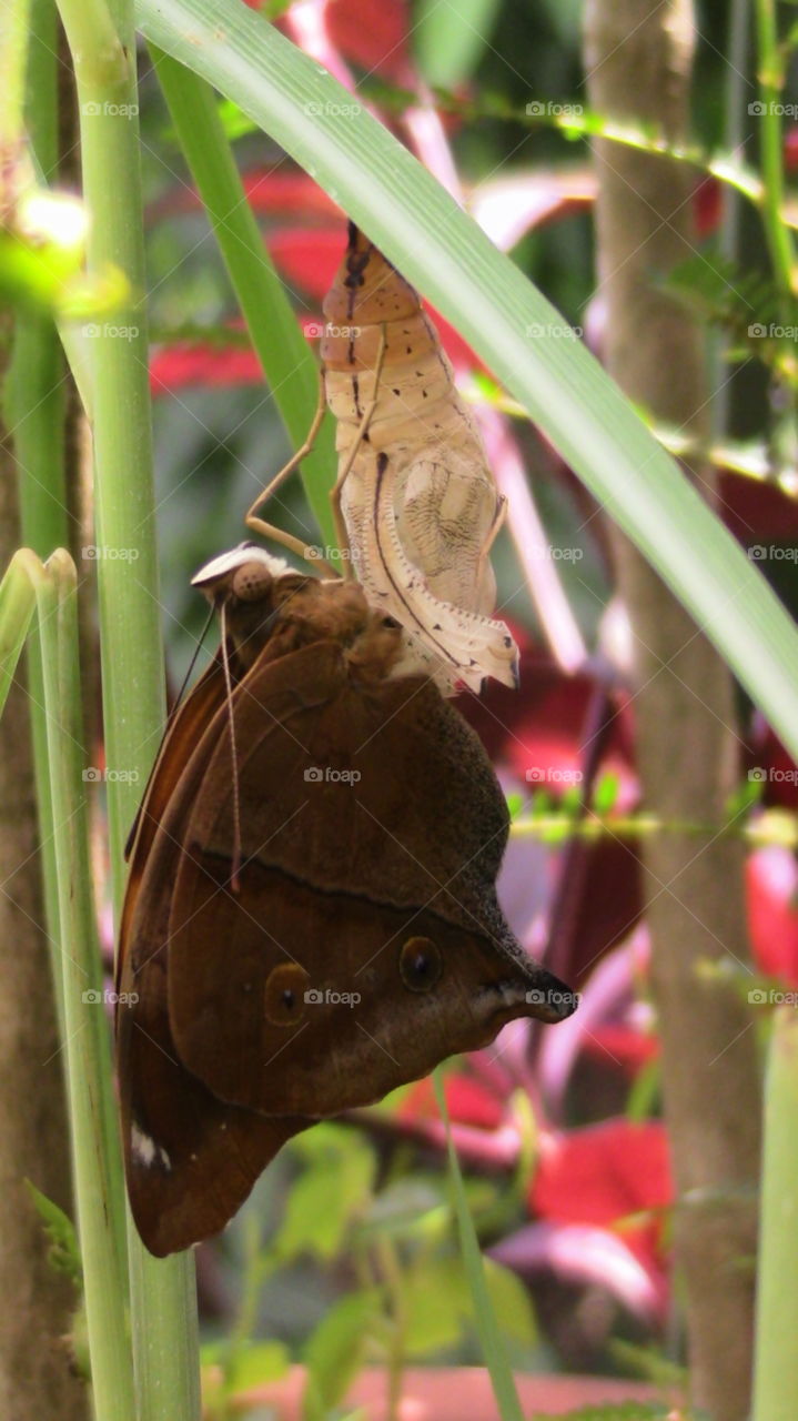 Butterfly coming out from its shell.. From pupa to a butterfly.