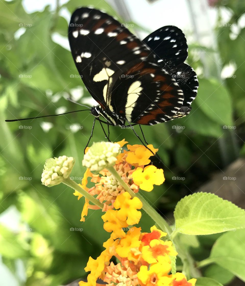 Multi-Colored Butterfly 