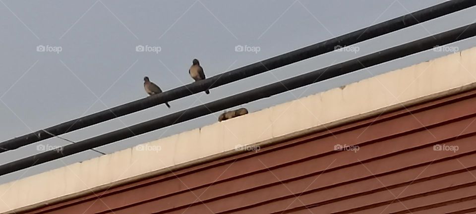 taking a morning's view of the sun