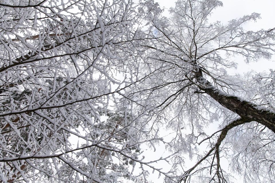 Winter forest with snowy tree tops