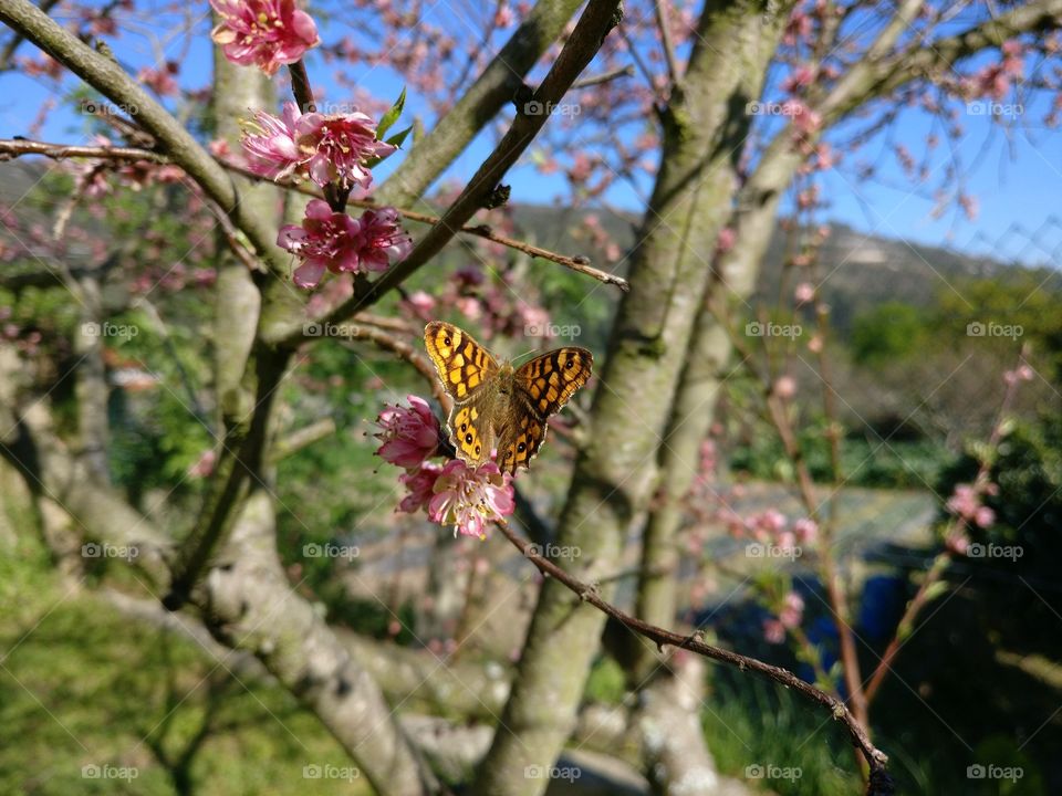 Butterfly and Peach blossom