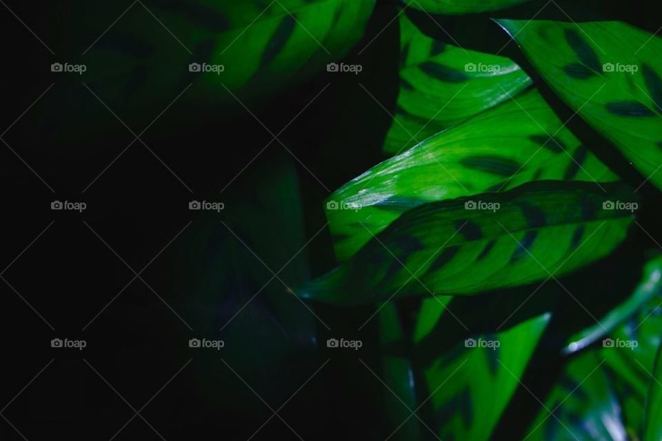 Green background of leaves