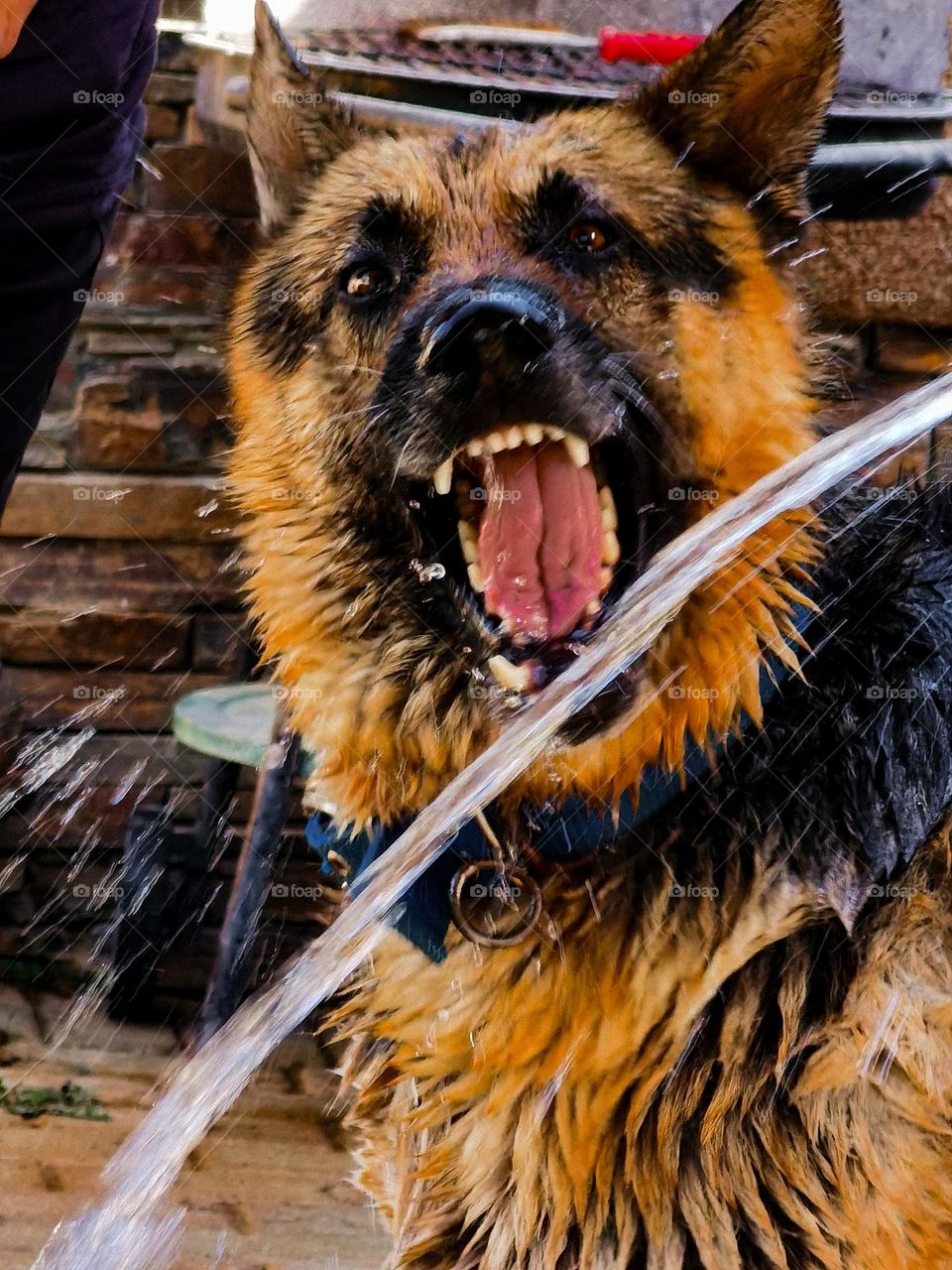 Dog playing with water 