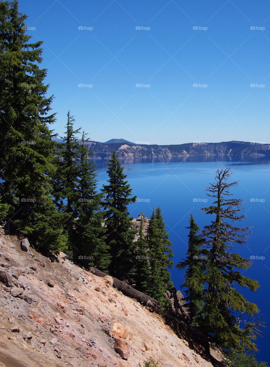 The rich blue waters of the deep Crater Lake in Southern Oregon with fir trees on the jagged rim on a beautiful sunny summer morning with clear blue skies.