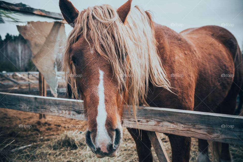 Horse by fence at farm