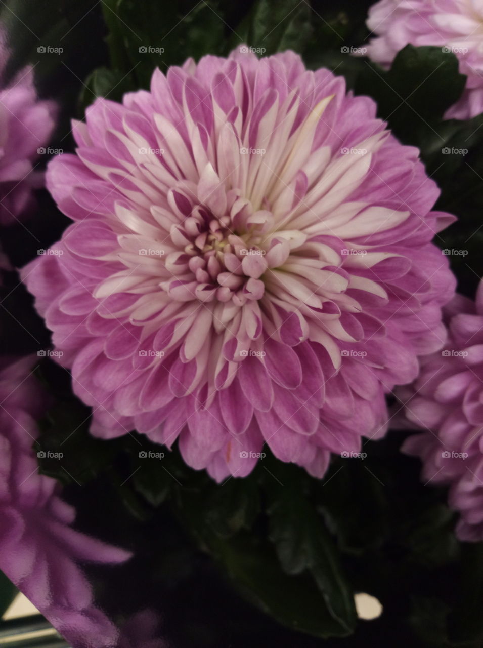 blossoming lilac flower of chrysanthemum