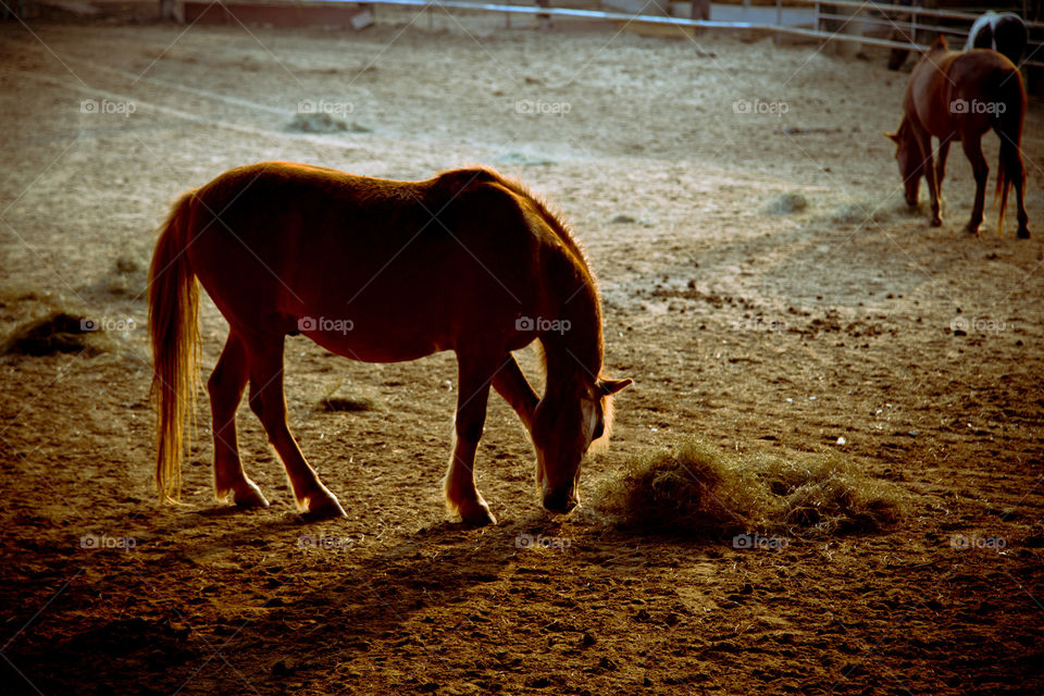 Horses at the ranch. at sunset captured the rim light on the horse