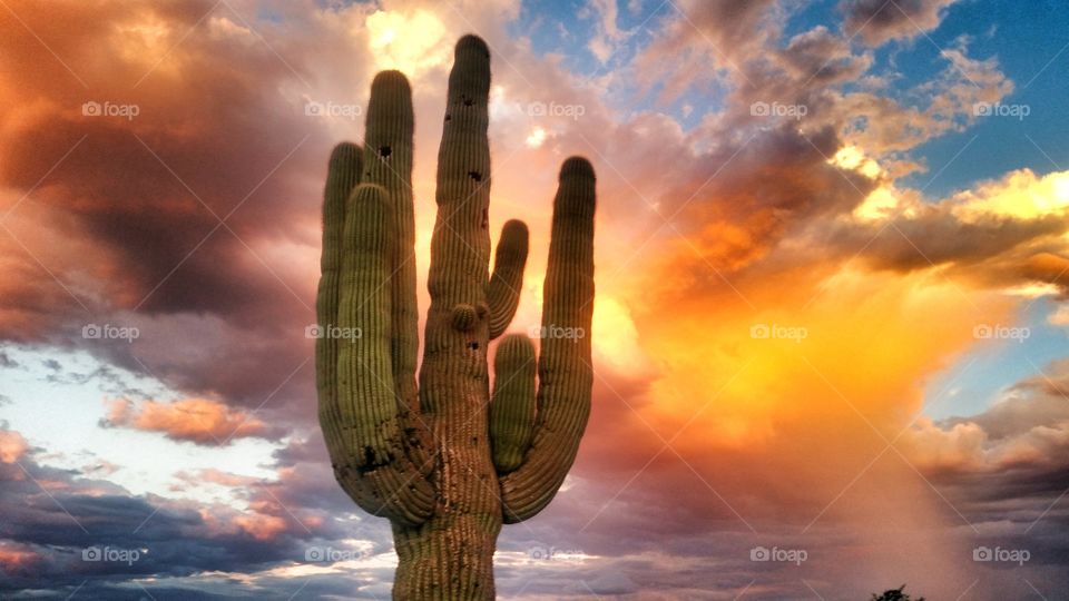 a colorful sunset behind a cactus