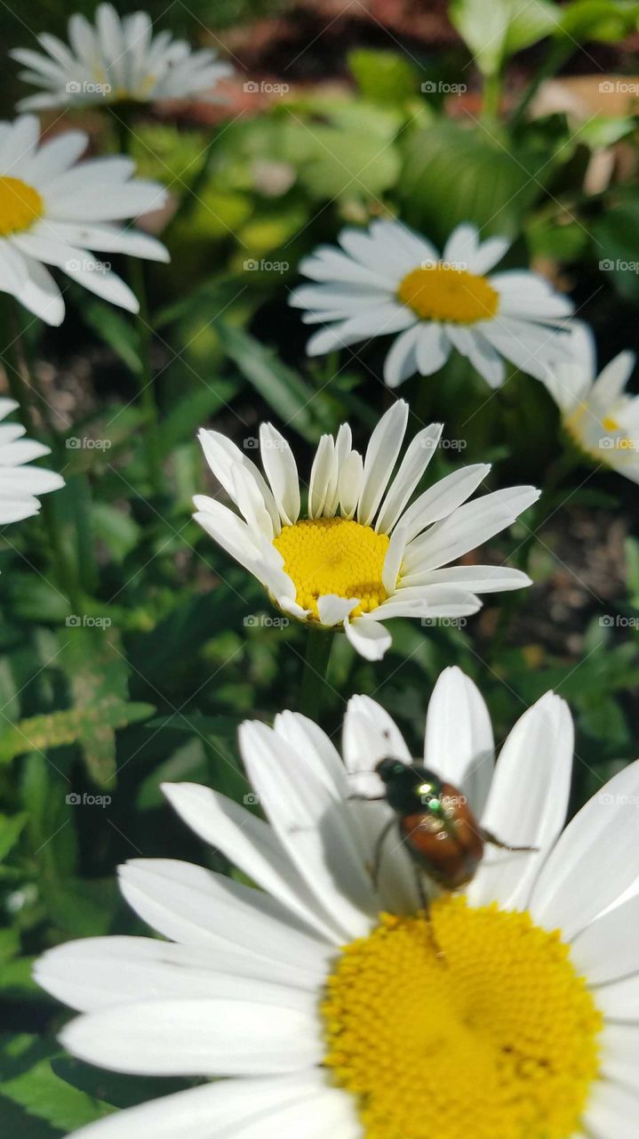 Bright White Daisy Flowers Summer Beetle Walking Bug Shadow