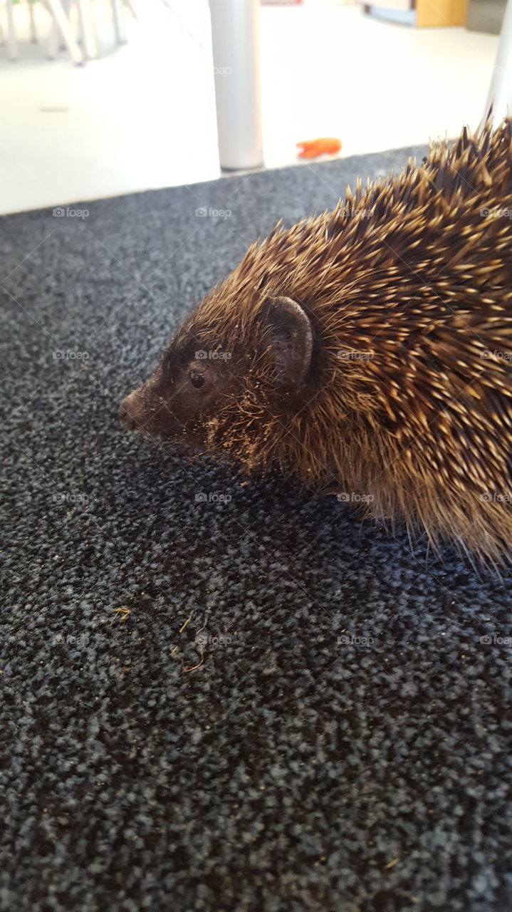 hedgehog