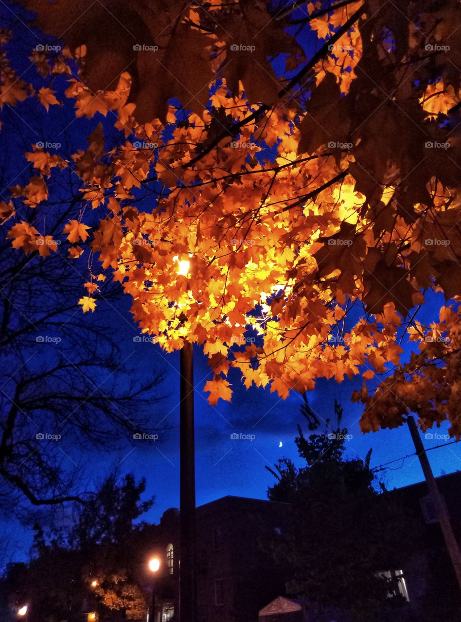 autumn leaves with a street light