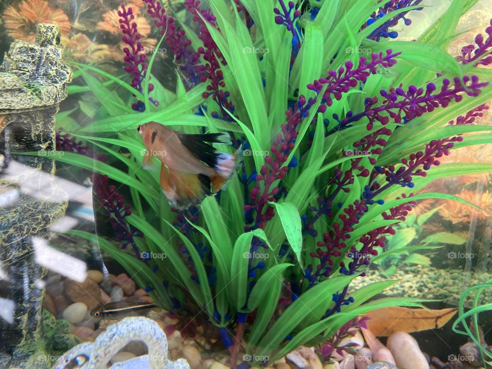 Red veil tail tetra