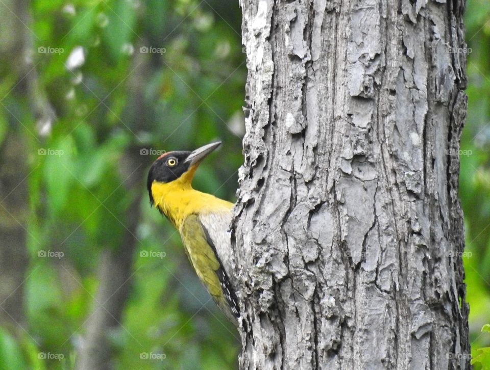 colorful woodpeckers in north of Thailand