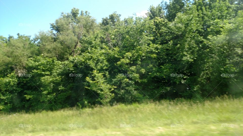 Roadside trees. great early summer natural backdrop