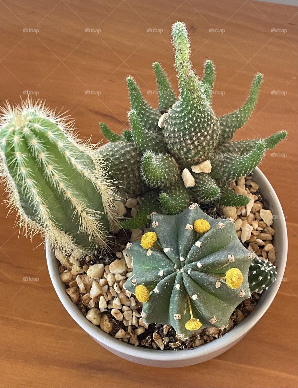 Potted cactus plant