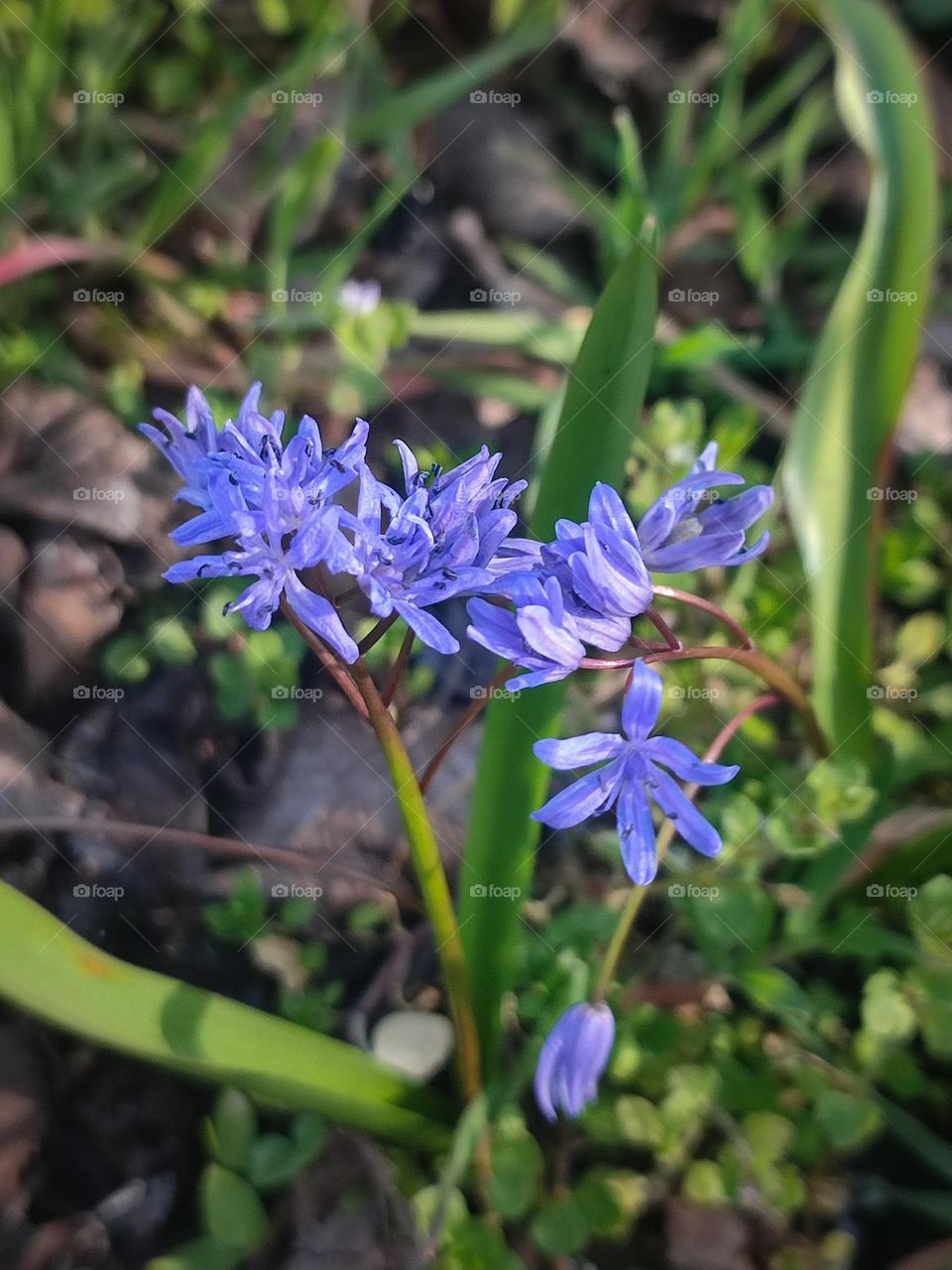 Blue spring flowers blooming