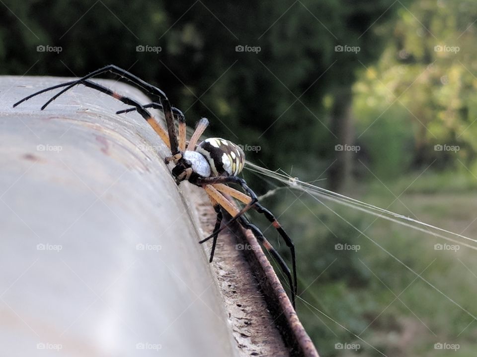Closeup Of A Garden Spider And Web