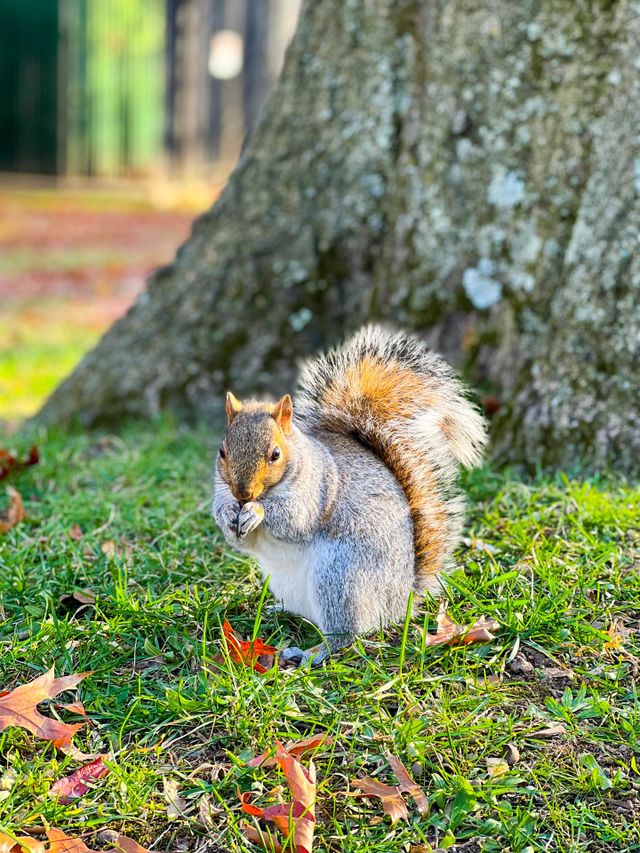 squirrel is cute