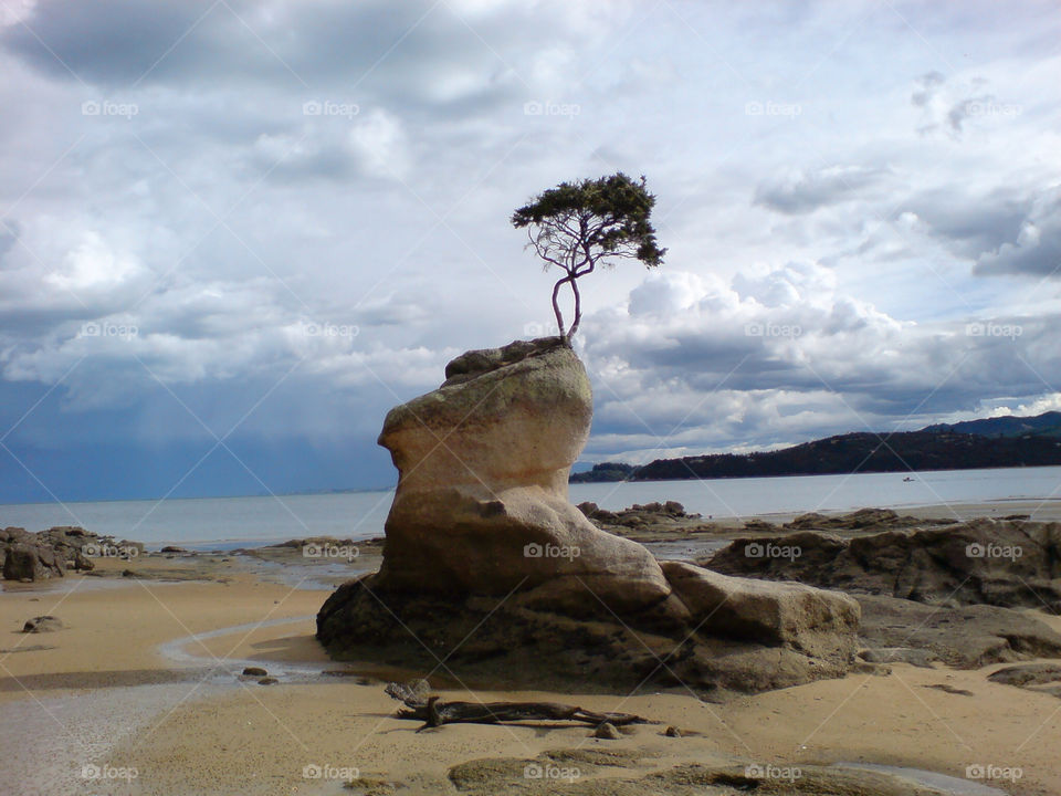 beach tree clouds sand by tomrobbarber