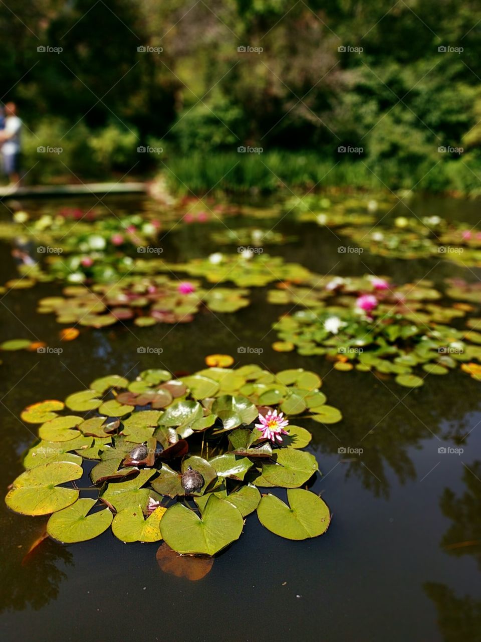 Lily Pads