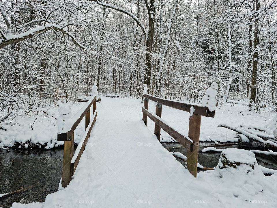 beautiful forest