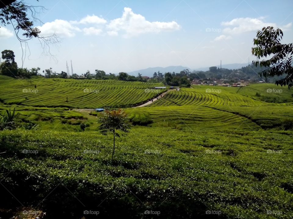 Tea Plantation